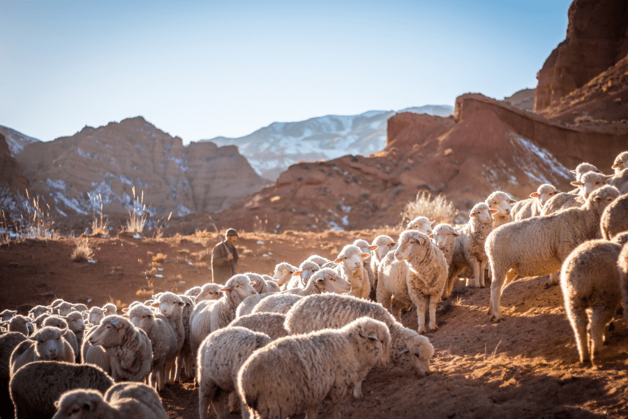 Shepherding Update